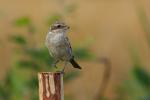 Dzierzba gąsiorek - Lanius collurio - 붉은등때까치 - Fotografia nr 20090807_4687