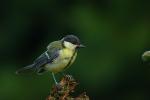 Sikora bogatka - Parus major - 박새 - Fotografia nr 20090808_4712