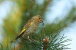 Dzwoniec - Carduelis chloris - Fotografia nr 20090808_4734
