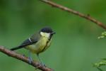 Sikora bogatka - Parus major - 박새 - Fotografia nr 20090808_4758