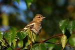 Zięba zwyczajna - Fringilla coelebs - Fotografia nr 20090808_4765