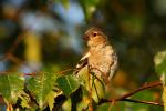 Zięba zwyczajna - Fringilla coelebs - Fotografia nr 20090808_4769