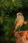 Pleszka - Phoenicurus phoenicurus - Fotografia nr 20090808_4774