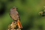 Kopciuszek - Phoenicurus ochruros - 검은머리딱새 - Fotografia nr 20090808_4788
