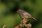 Kopciuszek - Phoenicurus ochruros - 검은머리딱새 - Fotografia nr 20090808_4794