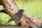 Kopciuszek - Phoenicurus ochruros - 검은머리딱새 - Fotografia nr 20090808_4795