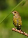 Dzwoniec - Carduelis chloris - Fotografia nr 20090808_4870