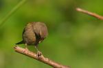 Dzwoniec - Carduelis chloris - Fotografia nr 20090808_4875