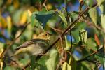 Piecuszek zwyczajny - Phylloscopus collybita - 검은다리솔새 - Fotografia nr 20090808_4906