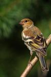 Zięba zwyczajna - Fringilla coelebs - Fotografia nr 20090808_4952