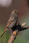 Kopciuszek - Phoenicurus ochruros - 검은머리딱새 - Fotografia nr 20090808_4968