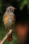 Pleszka - Phoenicurus phoenicurus - Fotografia nr 20090808_4972