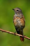 Pleszka - Phoenicurus phoenicurus - Fotografia nr 20090808_4980