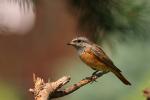 Pleszka - Phoenicurus phoenicurus - Fotografia nr 20090808_5007