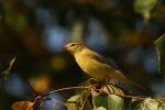 Piecuszek zwyczajny - Phylloscopus collybita - 검은다리솔새 - Fotografia nr 20090808_5019