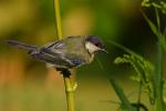 Sikora bogatka - Parus major - 박새 - Fotografia nr 20090810_5102