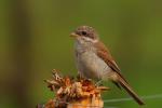 Dzierzba gąsiorek - Lanius collurio - 붉은등때까치 - Fotografia nr 20090812_5135
