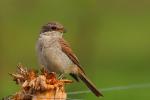 Dzierzba gąsiorek - Lanius collurio - 붉은등때까치 - Fotografia nr 20090812_5140