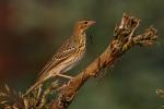 Świergotek drzewny - Anthus trivialis - 나무밭종다리 / 모래색밭종다리 - Fotografia nr 20090814_5176
