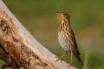 Świergotek drzewny - Anthus trivialis - 나무밭종다리 / 모래색밭종다리 - Fotografia nr 20090814_5187