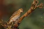 Świergotek drzewny - Anthus trivialis - 나무밭종다리 / 모래색밭종다리 - Fotografia nr 20090814_5195