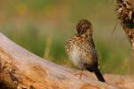 Świergotek drzewny - Anthus trivialis - 나무밭종다리 / 모래색밭종다리 - Fotografia nr 20090814_5258
