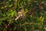 Cierniówka - Sylvia communis - Fotografia nr 20090814_5271
