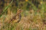 Świergotek drzewny - Anthus trivialis - 나무밭종다리 / 모래색밭종다리 - Fotografia nr 20090815_5345
