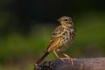 Świergotek drzewny - Anthus trivialis - 나무밭종다리 / 모래색밭종다리 - Fotografia nr 20090815_5356