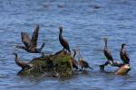 Kormoran czarny - Phalacrocorax carbo - 민물가마우지 - Fotografia nr 20090819_5408