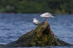 Mewa śmieszka - Larus ridibundus - 붉은부리갈매기 - Fotografia nr 20090819_5419