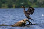 Kormoran czarny - Phalacrocorax carbo - 민물가마우지 - Fotografia nr 20090819_5442