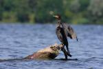 Kormoran czarny - Phalacrocorax carbo - 민물가마우지 - Fotografia nr 20090819_5465