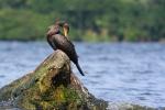 Kormoran czarny - Phalacrocorax carbo - 민물가마우지 - Fotografia nr 20090819_5512