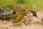 Dzwoniec - Carduelis chloris - Fotografia nr 20090822_5648