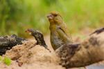 Dzwoniec - Carduelis chloris - Fotografia nr 20090822_5662