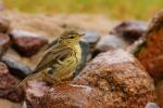 Piecuszek zwyczajny - Phylloscopus collybita - 검은다리솔새 - Fotografia nr 20090822_5697