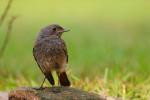 Kopciuszek - Phoenicurus ochruros - 검은머리딱새 - Fotografia nr 20090822_5760