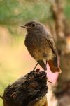 Kopciuszek - Phoenicurus ochruros - 검은머리딱새 - Fotografia nr 20090822_5766