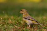 Dzwoniec - Carduelis chloris - Fotografia nr 20090822_5776