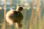 Perkozek - Tachybaptus ruficollis - 논병아리 - Fotografia nr 20090825_5887
