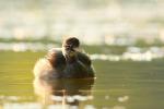 Perkozek - Tachybaptus ruficollis - 논병아리 - Fotografia nr 20090825_6061