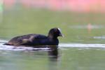 Łyska - Fulica atra - 물닭 - Fotografia nr 20090825_6081
