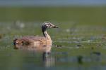 Perkoz dwuczuby - Podiceps cristatus - 뿔논병아리 - Fotografia nr 20090825_6199