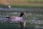 Łyska - Fulica atra - 물닭 - Fotografia nr 20090825_6266