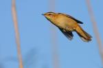 Rokitniczka - Acrocephalus schoenobaenus - Fotografia nr 20090830_6541