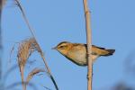 Rokitniczka - Acrocephalus schoenobaenus - Fotografia nr 20090830_6576