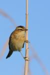 Rokitniczka - Acrocephalus schoenobaenus - Fotografia nr 20090830_6594