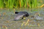 Łyska - Fulica atra - 물닭 - Fotografia nr 20090830_6674