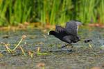 Łyska - Fulica atra - 물닭 - Fotografia nr 20090830_6676